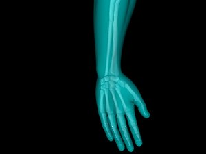 Hand X Ray Medically Accurate 3d Model
