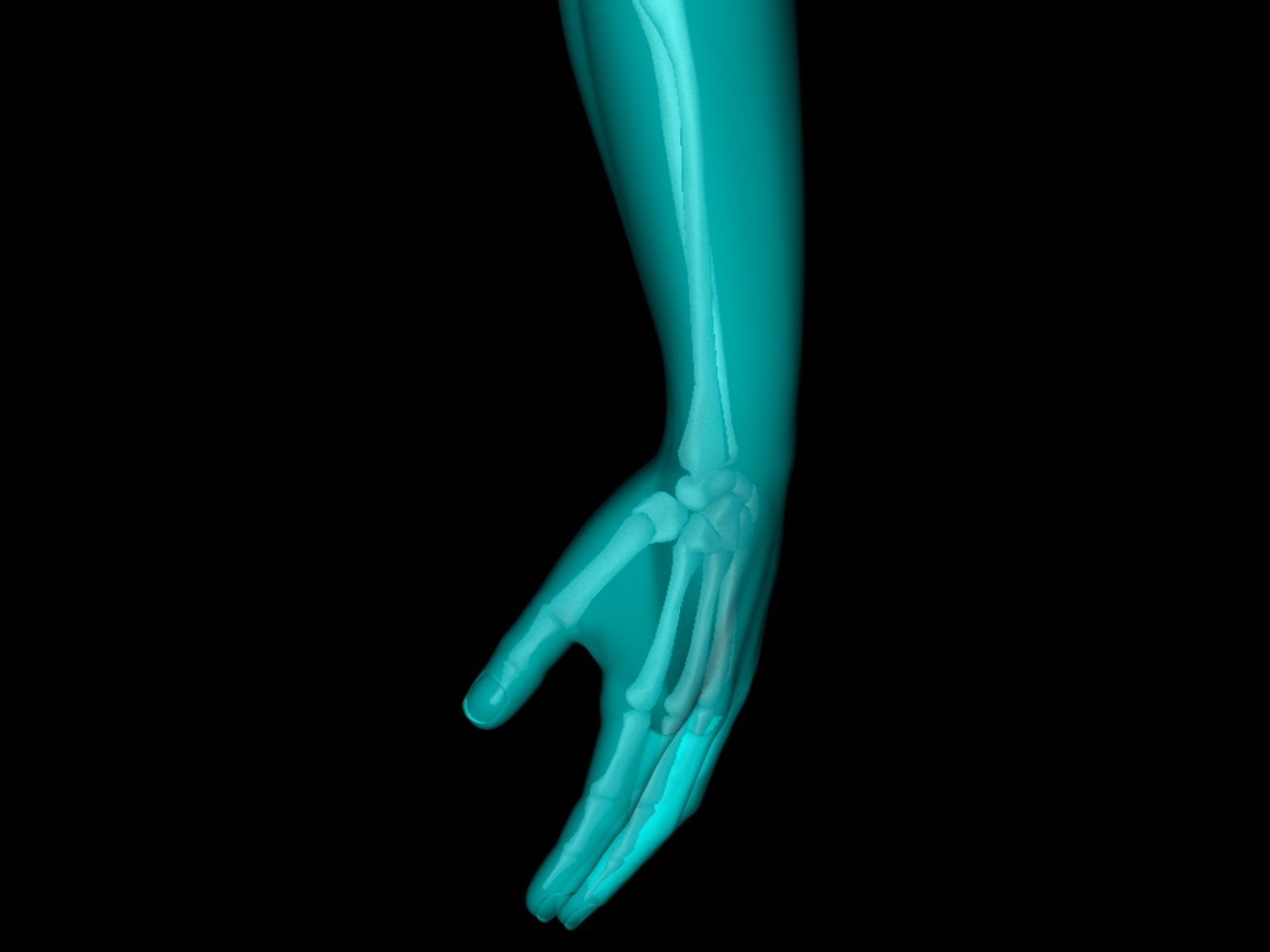 c4d medically accurate x hand