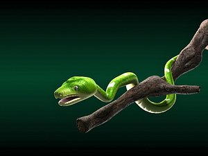 Emerald tree boa