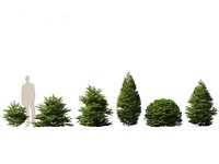 Chamaecyparis obtusa - hinoki cypress 01