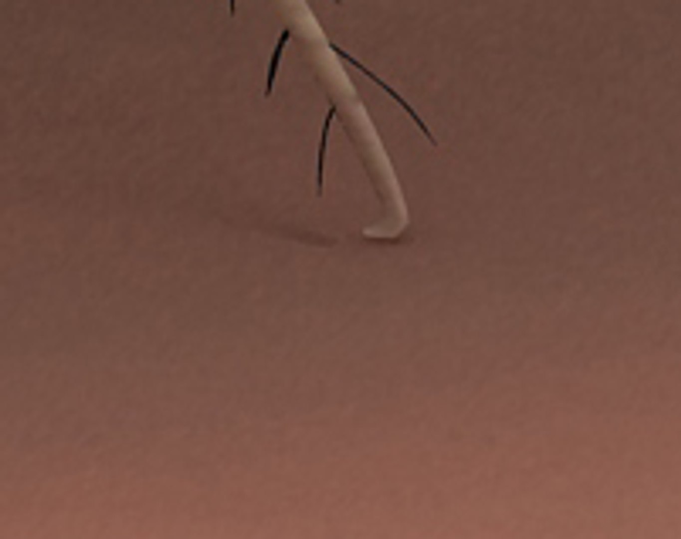 flea max https://p.turbosquid.com/ts-thumb/Tz/Rk6Ukd/1ljqopnZ/22/jpg/1279046717/1920x1080/fit_q87/c9b3ac8a7c3b041db71131a72a95fbed825b6c8a/22.jpg