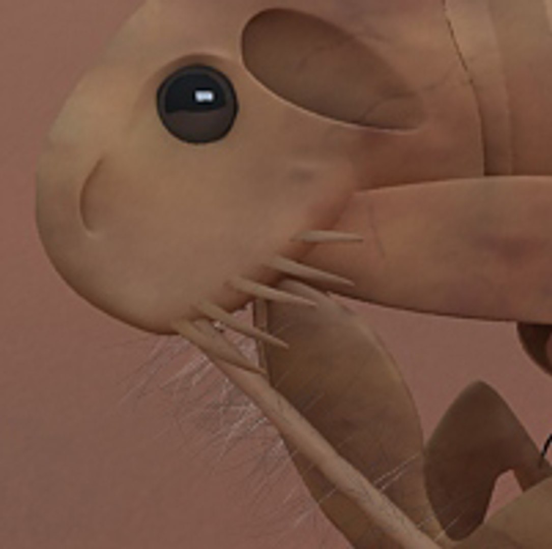 flea max https://p.turbosquid.com/ts-thumb/Tz/Rk6Ukd/BdXClF84/8/jpg/1279046717/1920x1080/fit_q87/2e6bba8c3057b9bdba8ed393ee59473c7c969dbf/8.jpg