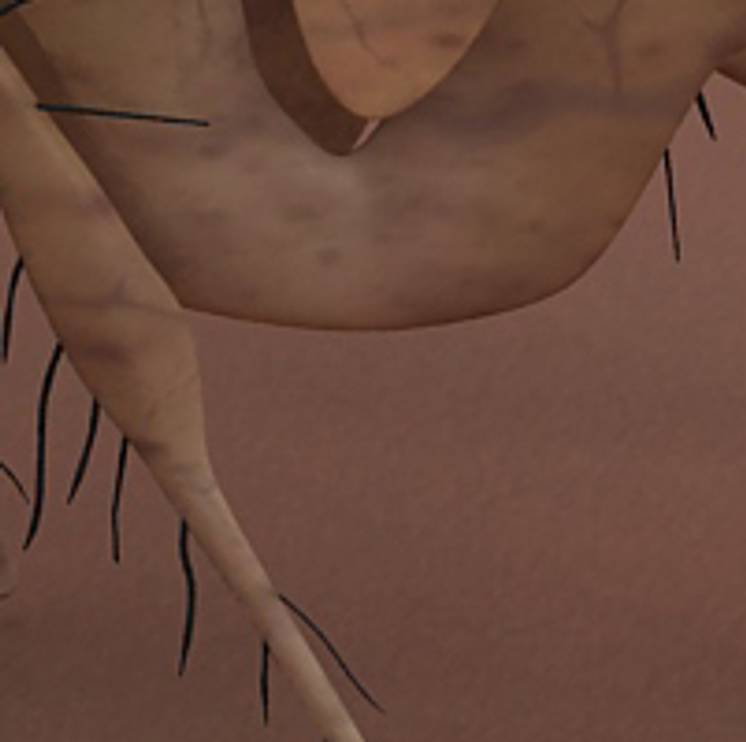 flea max https://p.turbosquid.com/ts-thumb/Tz/Rk6Ukd/DW3aVluW/16/jpg/1279046717/1920x1080/fit_q87/9cca324e280ec2a874bccca9967ccc0f3a3416be/16.jpg