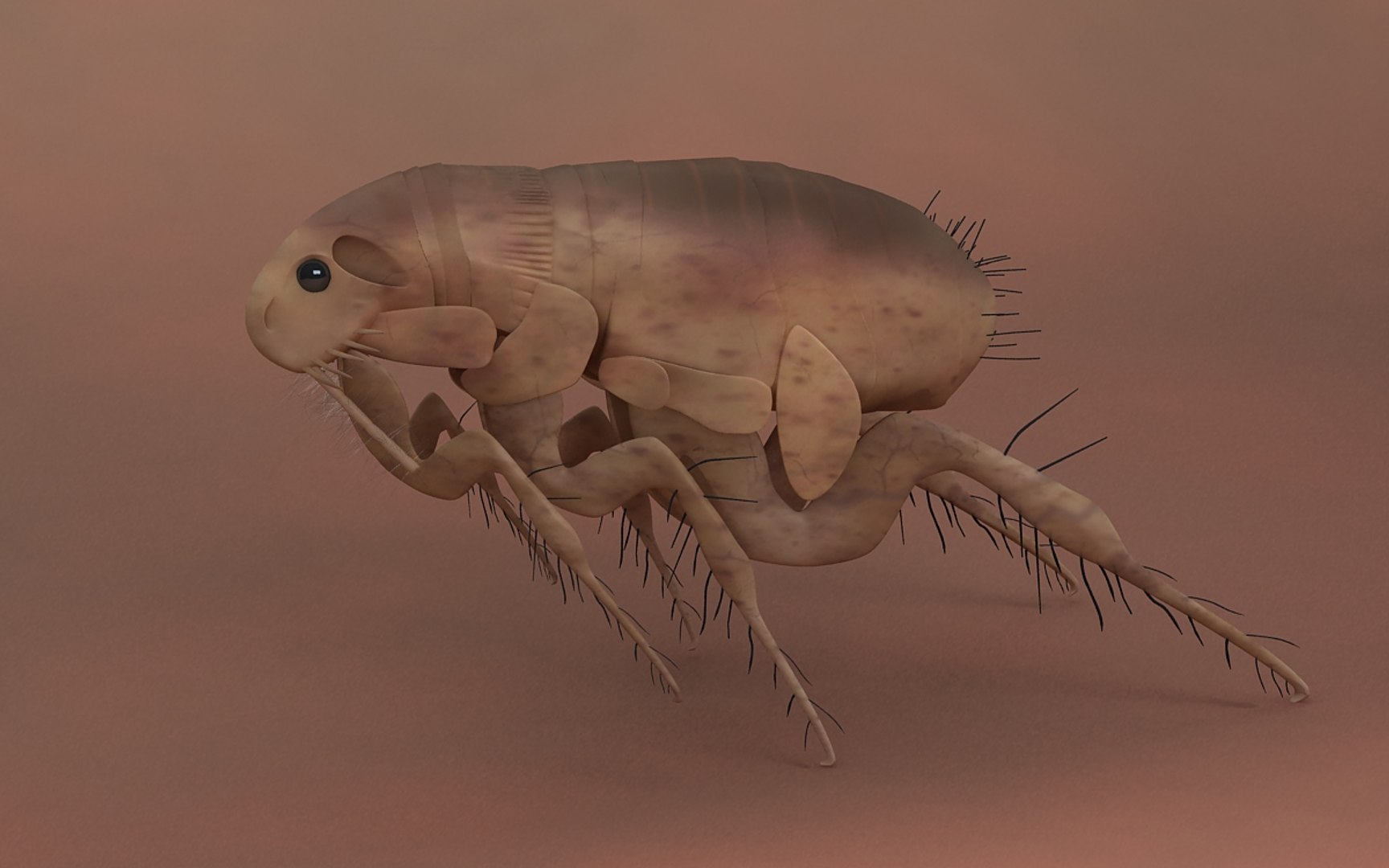 flea max https://p.turbosquid.com/ts-thumb/Tz/Rk6Ukd/giwZ9LCO/flea/jpg/1279046661/1920x1080/fit_q87/352963008918dd679efb957ccbaf58a229b52f20/flea.jpg