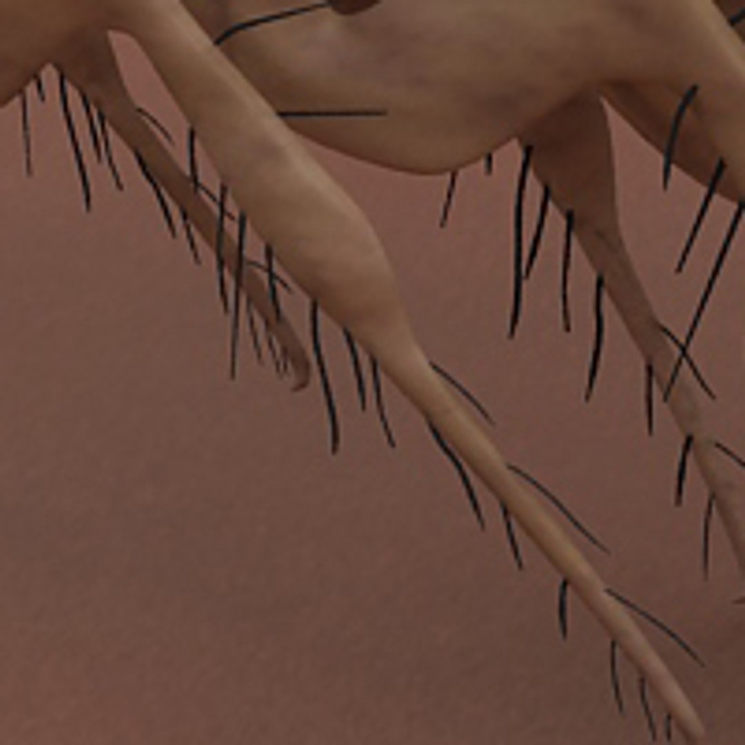 flea max https://p.turbosquid.com/ts-thumb/Tz/Rk6Ukd/h7czehgR/15/jpg/1279046717/1920x1080/fit_q87/344d84819d9c01fb5203759ff53c5b23d11586d5/15.jpg