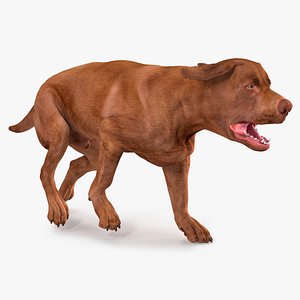Running Brown Retriever Dog Animated Rigged for Maya