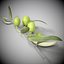 3d olive branch