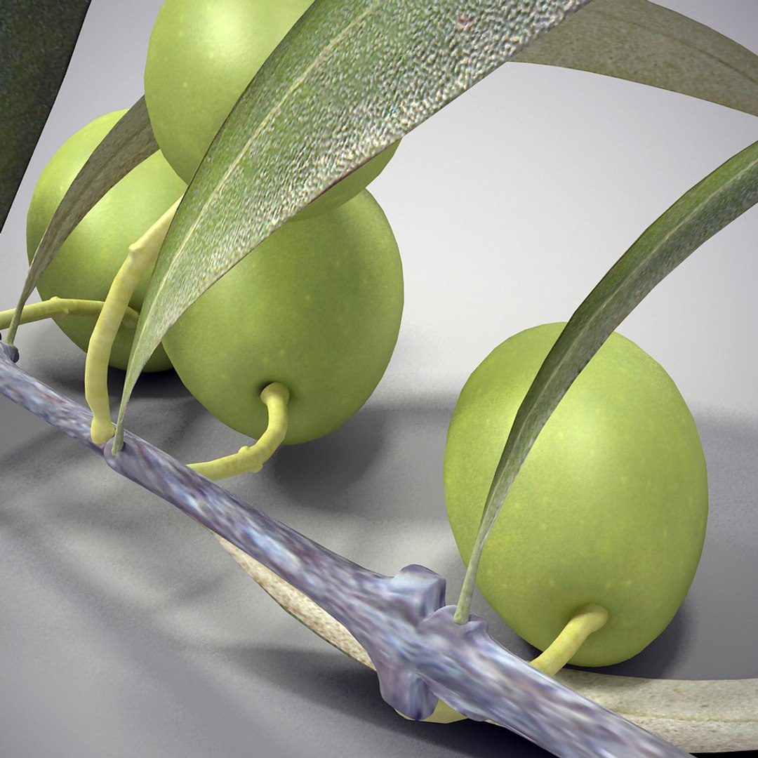 3d olive branch https://p.turbosquid.com/ts-thumb/Tz/eQ31Lq/SZcYysOp/o_6/jpg/1306333704/1920x1080/fit_q87/77b62c77e0b84fc6d688a7fe84dd0231ebbf5d3a/o_6.jpg