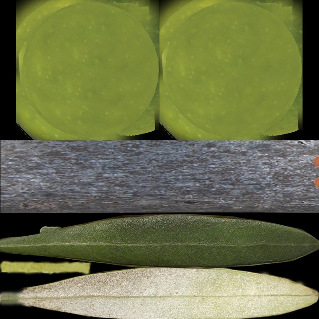 3d olive branch https://p.turbosquid.com/ts-thumb/Tz/eQ31Lq/Ze4iqJ8H/olive_diffuse/jpg/1306333781/1920x1080/fit_q87/3ae5b4df573d859b2ff929944eb8ce9b89044b7b/olive_diffuse.jpg