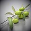 3d olive branch