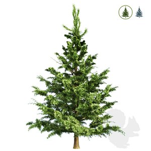 Small spruce 3D model