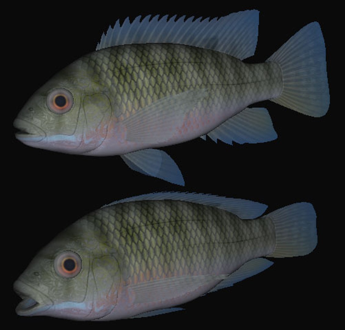 tilapia zillii swimming 3d model