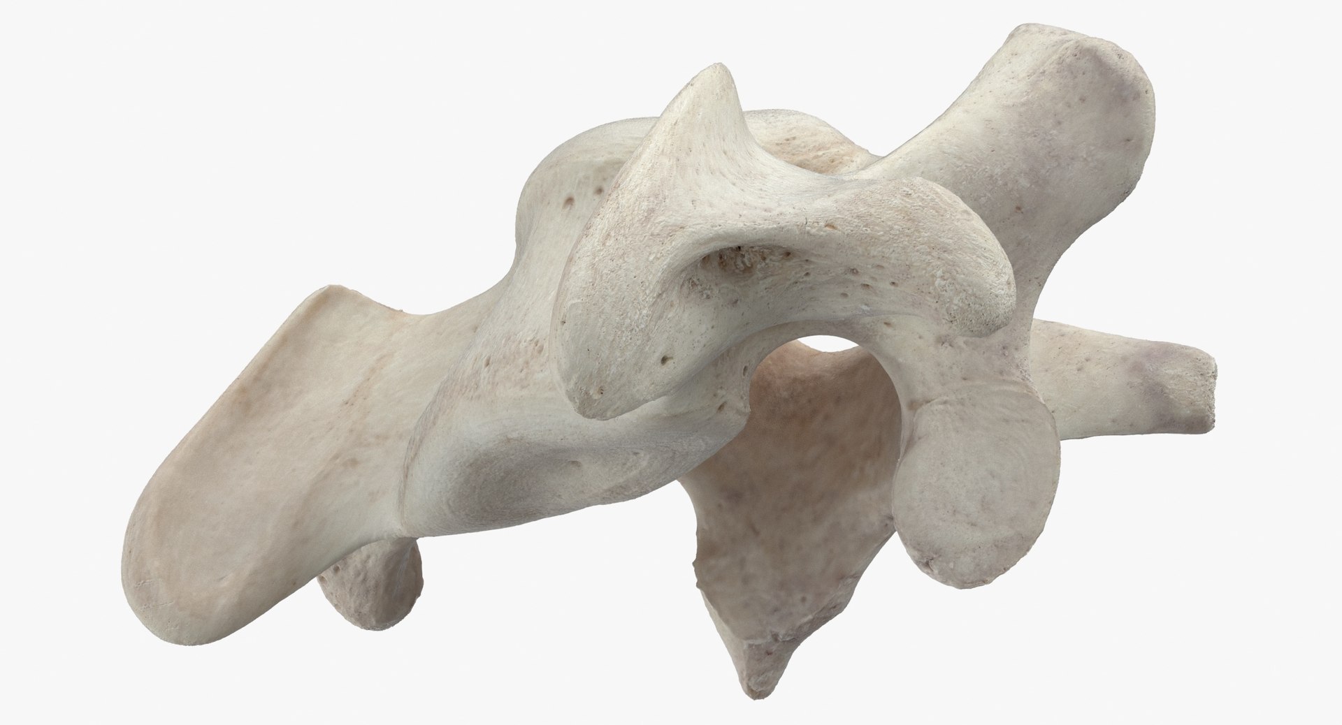 3D model Bear Ursus Cervical Vertebrae C6 https://p.turbosquid.com/ts-thumb/U0/Eft8vZ/AG/bear_ursus_cervical_vertebrae_c6_thumbnail_0007/jpg/1695826325/1920x1080/fit_q87/66e8d202e746a82accb5ed41206af9b39c29fd92/bear_ursus_cervical_vertebrae_c6_thumbnail_0007.jpg