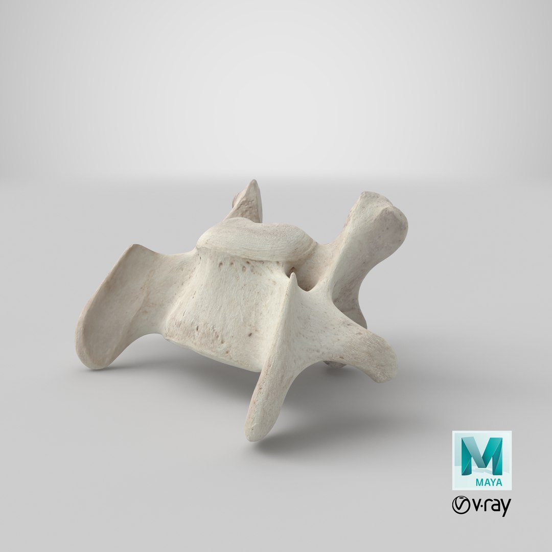 3D model Bear Ursus Cervical Vertebrae C6 https://p.turbosquid.com/ts-thumb/U0/Eft8vZ/PB/stemcell_maya_vray_render/png/1696255905/1920x1080/fit_q87/95dec2a14dff06783a130f942fd98e14618bde37/stemcell_maya_vray_render.jpg