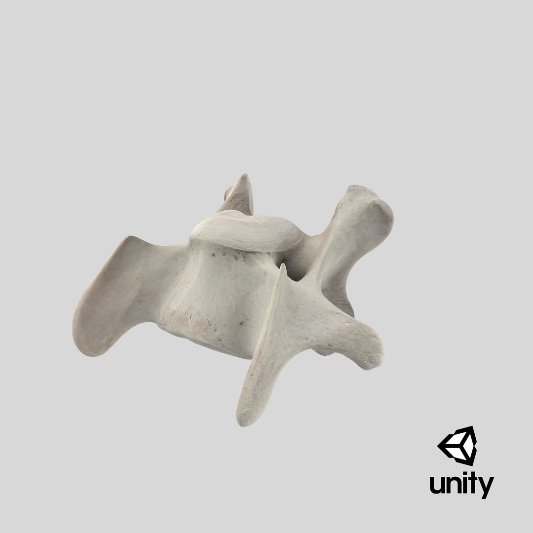 3D model Bear Ursus Cervical Vertebrae C6 https://p.turbosquid.com/ts-thumb/U0/Eft8vZ/hp/stemcell_unity_render/png/1696255914/1920x1080/fit_q87/311397acab42f1a79e06aaf6ffb6e867c9a01d41/stemcell_unity_render.jpg