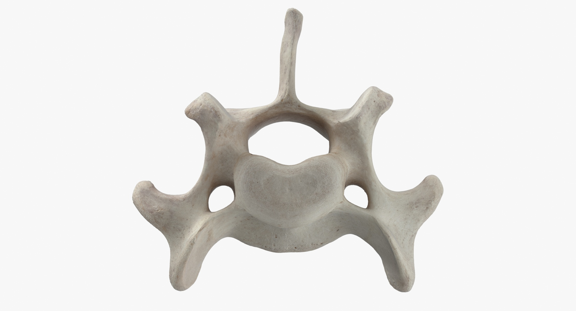 3D model Bear Ursus Cervical Vertebrae C6 https://p.turbosquid.com/ts-thumb/U0/Eft8vZ/v5/z0000/jpg/1695826219/1920x1080/turn_fit_q99/f9c37c7492faea98a00a9657b950aa529f98a301/z0000-1.jpg