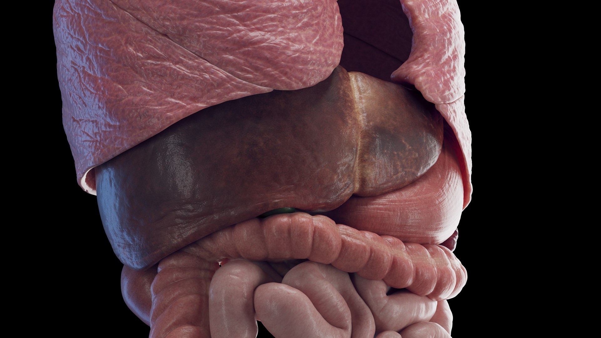 Human Male Organs Static 3D model https://p.turbosquid.com/ts-thumb/U0/FkShZE/3S/male_organs0005/jpg/1680122986/1920x1080/fit_q87/0e672799c2e2ddafd1d08f64a959eb269ae40e37/male_organs0005.jpg