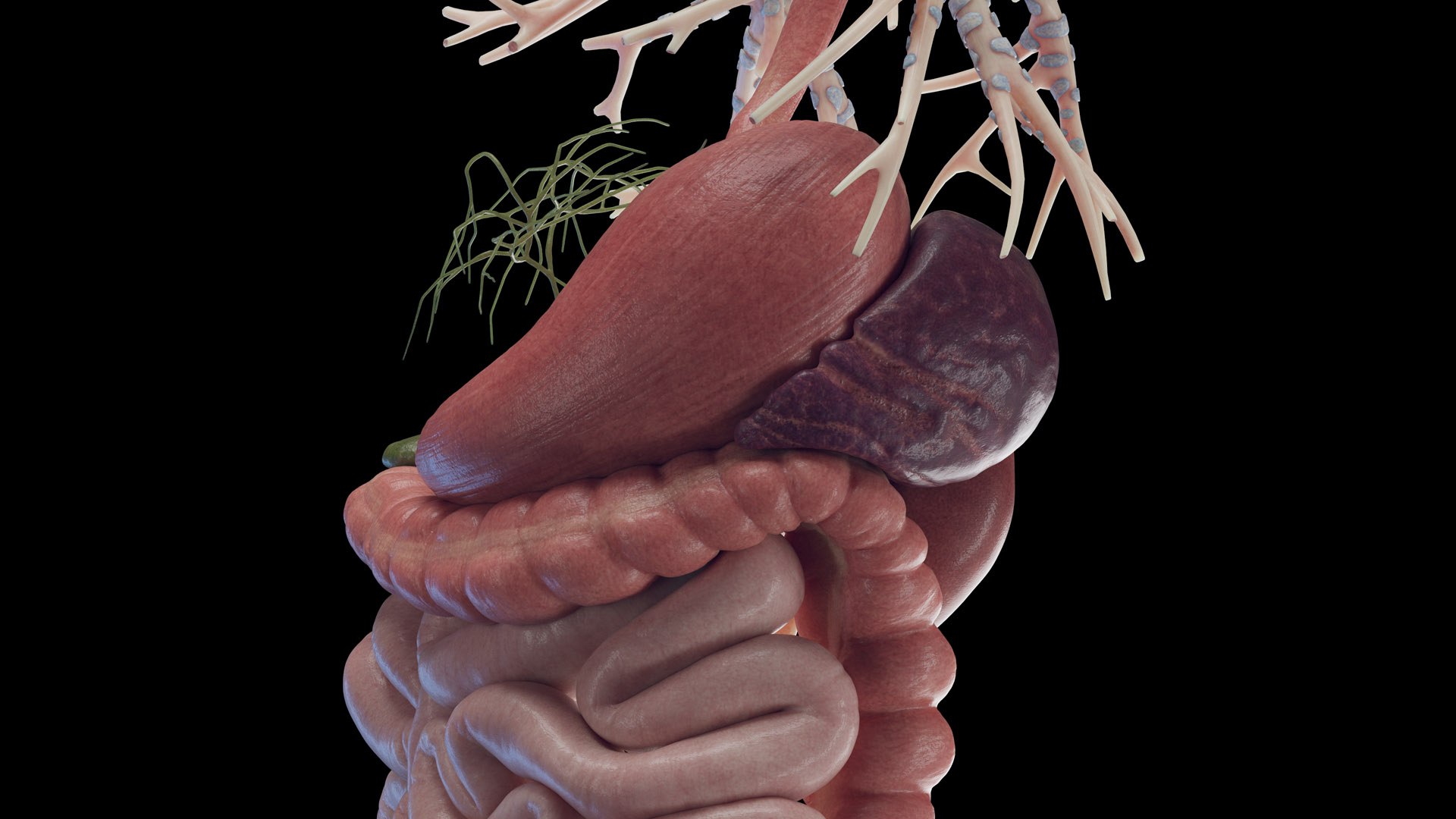 Human Male Organs Static 3D model https://p.turbosquid.com/ts-thumb/U0/FkShZE/HT/male_organs_b0013/jpg/1680123017/1920x1080/fit_q87/7b2cbcf7dcd1efe392be7f7f876aa5e172b50c55/male_organs_b0013.jpg