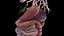 Human Male Organs Static