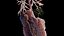 Human Male Organs Static