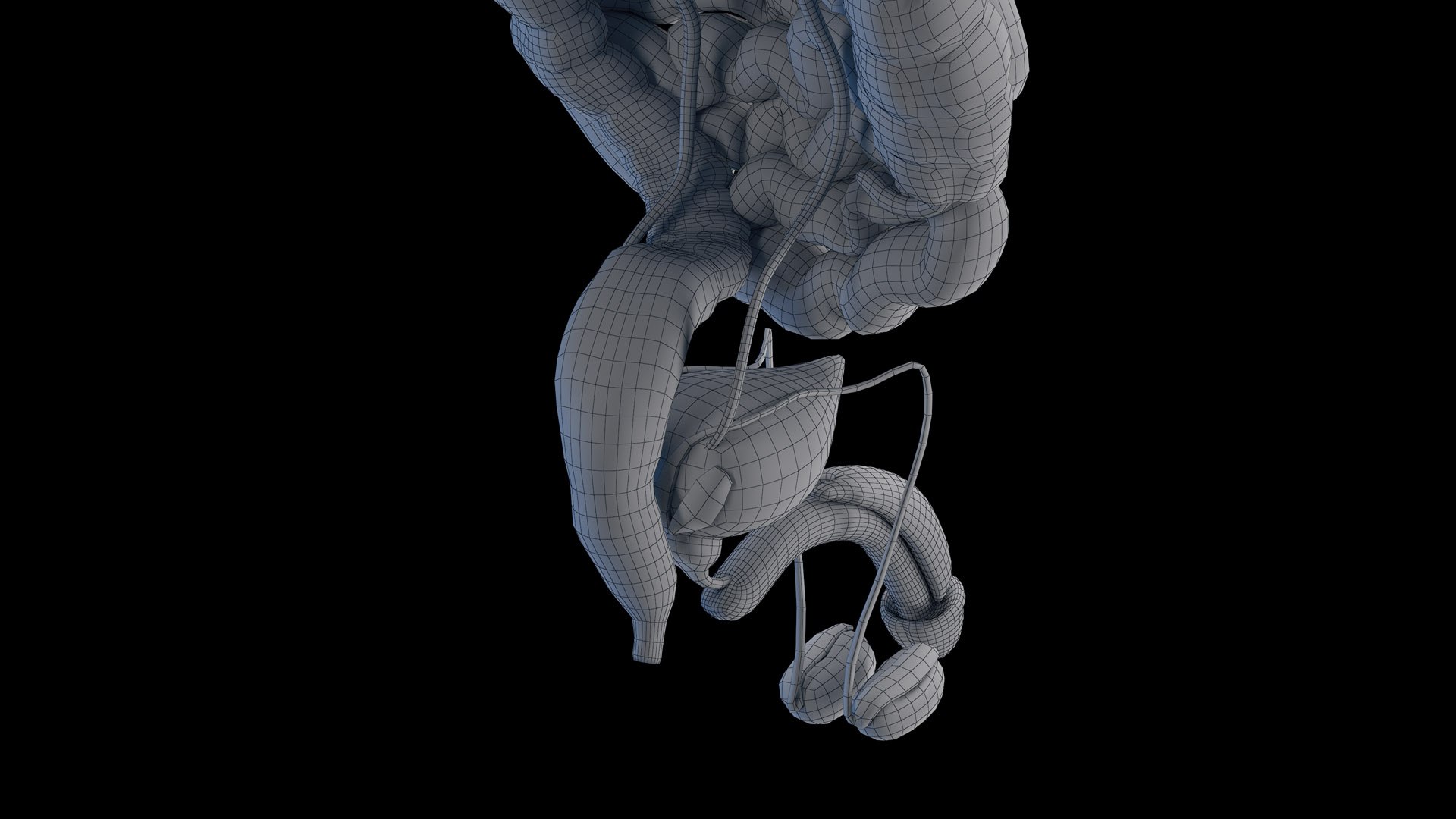 Human Male Organs Static 3D model https://p.turbosquid.com/ts-thumb/U0/FkShZE/IM/male_organs_wire0007/jpg/1680162287/1920x1080/fit_q87/5a9055c98d9a5edf741517a6d88a6f5c73d5c053/male_organs_wire0007.jpg