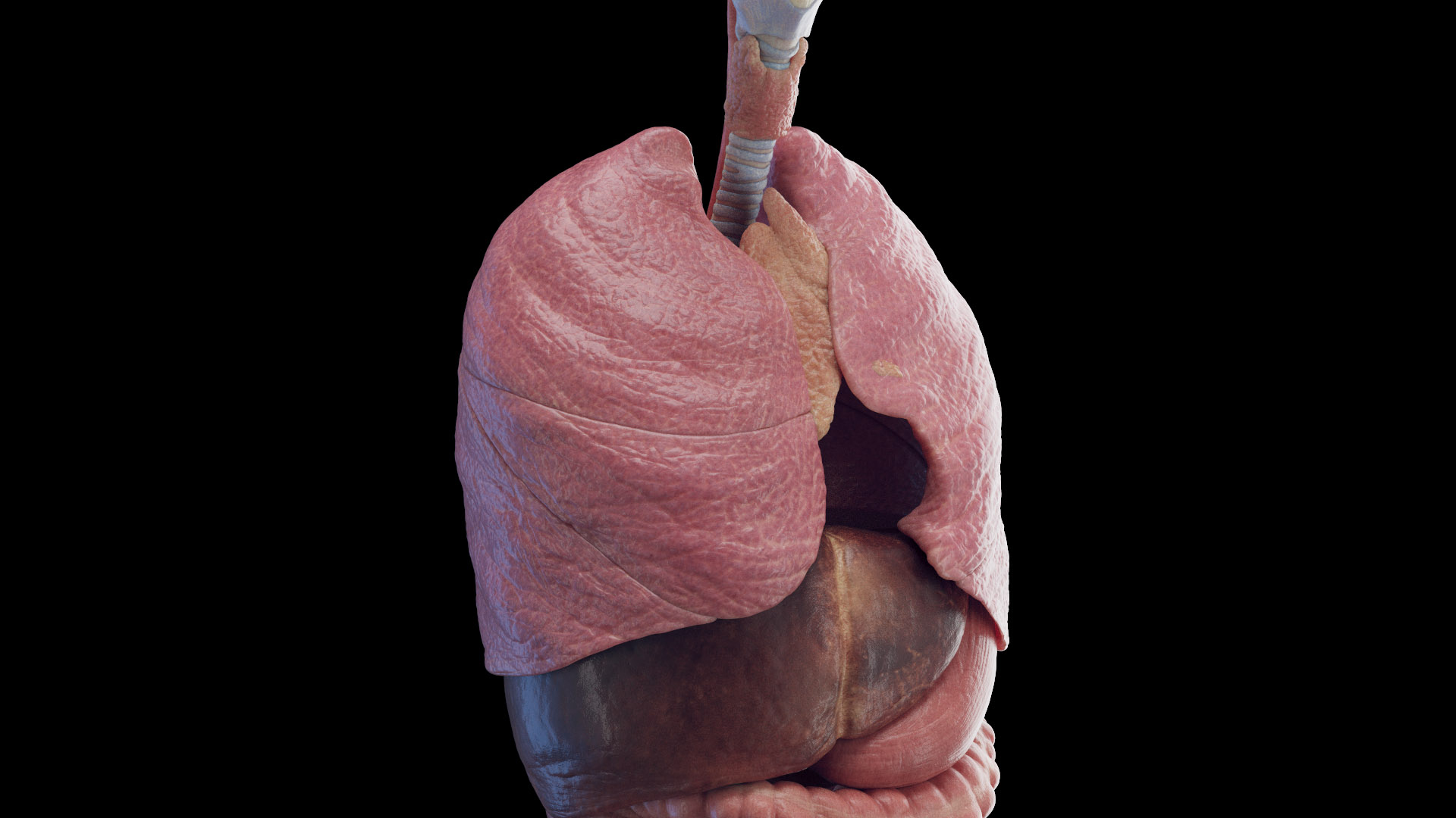 Human Male Organs Static 3D model https://p.turbosquid.com/ts-thumb/U0/FkShZE/LX/male_tt_organs_3f/jpg/1680162990/1920x1080/turn_fit_q99/a5c466f6f77f8f102c197c61c63232284dfd5e17/male_tt_organs_3f-1.jpg