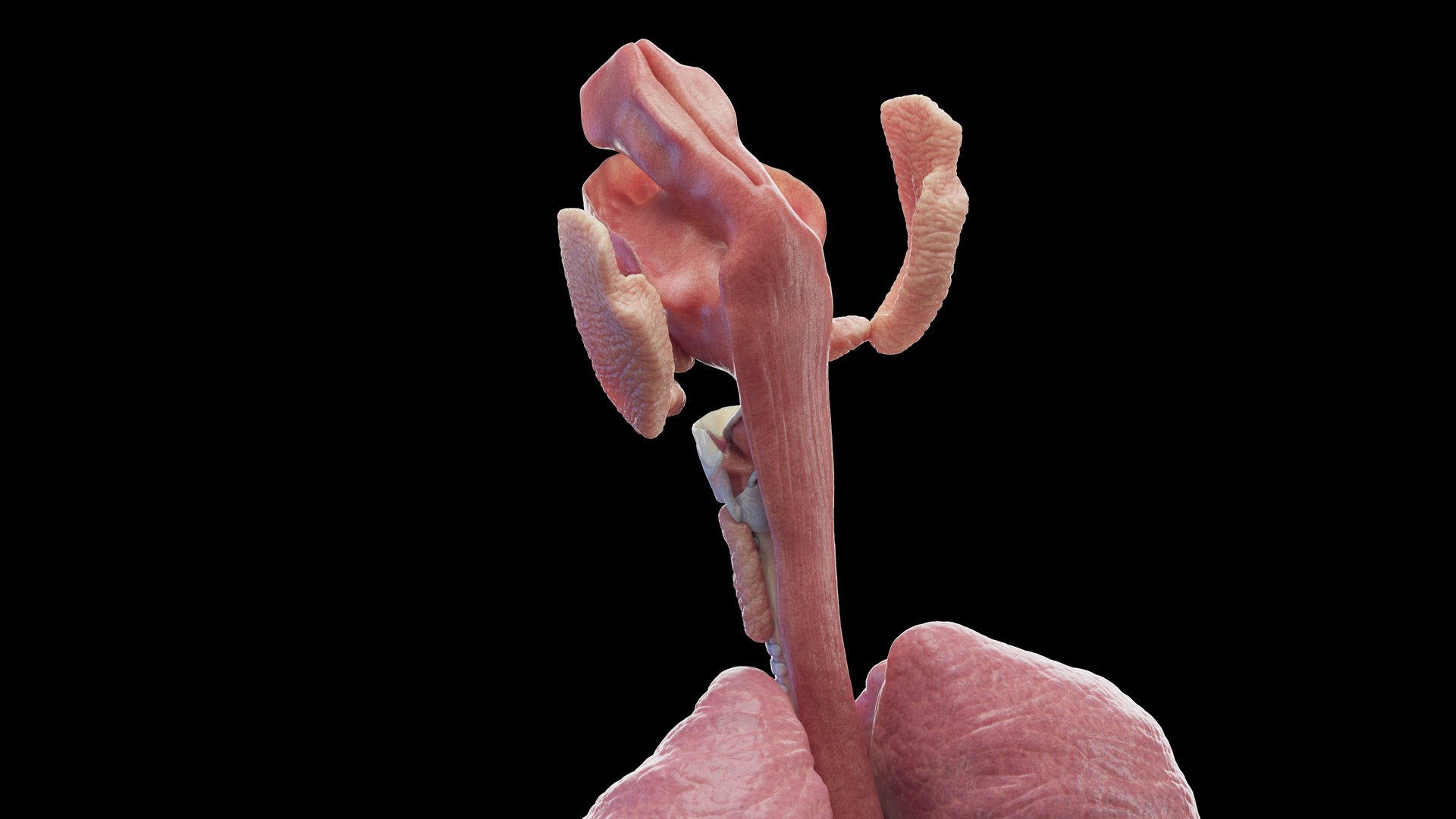 Human Male Organs Static 3D model https://p.turbosquid.com/ts-thumb/U0/FkShZE/NZ/male_organs0002/jpg/1680122992/1920x1080/fit_q87/ed5127f375e323a80332e70d210dce57bc1d184d/male_organs0002.jpg