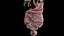Human Male Organs Static