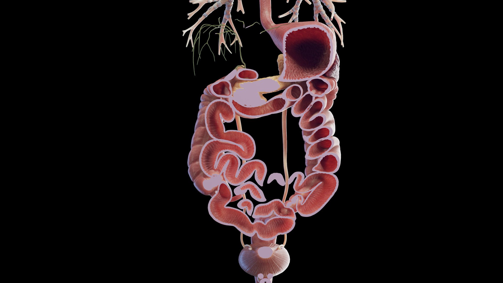 Human Male Organs Static 3D model https://p.turbosquid.com/ts-thumb/U0/FkShZE/ZU/male_organs_b_cut0016/jpg/1680123010/1920x1080/fit_q87/9162ca88bc40432e44d31dc3dba01a7f141ecb8e/male_organs_b_cut0016.jpg