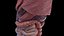 Human Male Organs Static