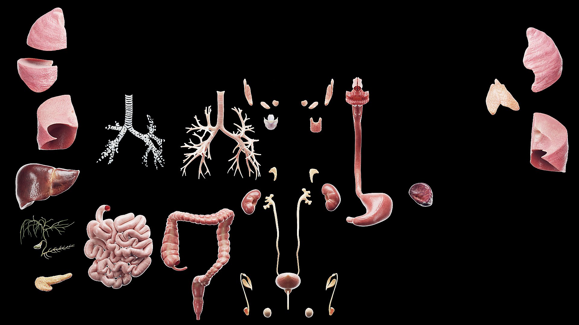 Human Male Organs Static 3D model https://p.turbosquid.com/ts-thumb/U0/FkShZE/gp/anatomy_v2_male_ps_058b/jpg/1680123009/1920x1080/fit_q87/627628eff0490058839b8840a62f392659774487/anatomy_v2_male_ps_058b.jpg