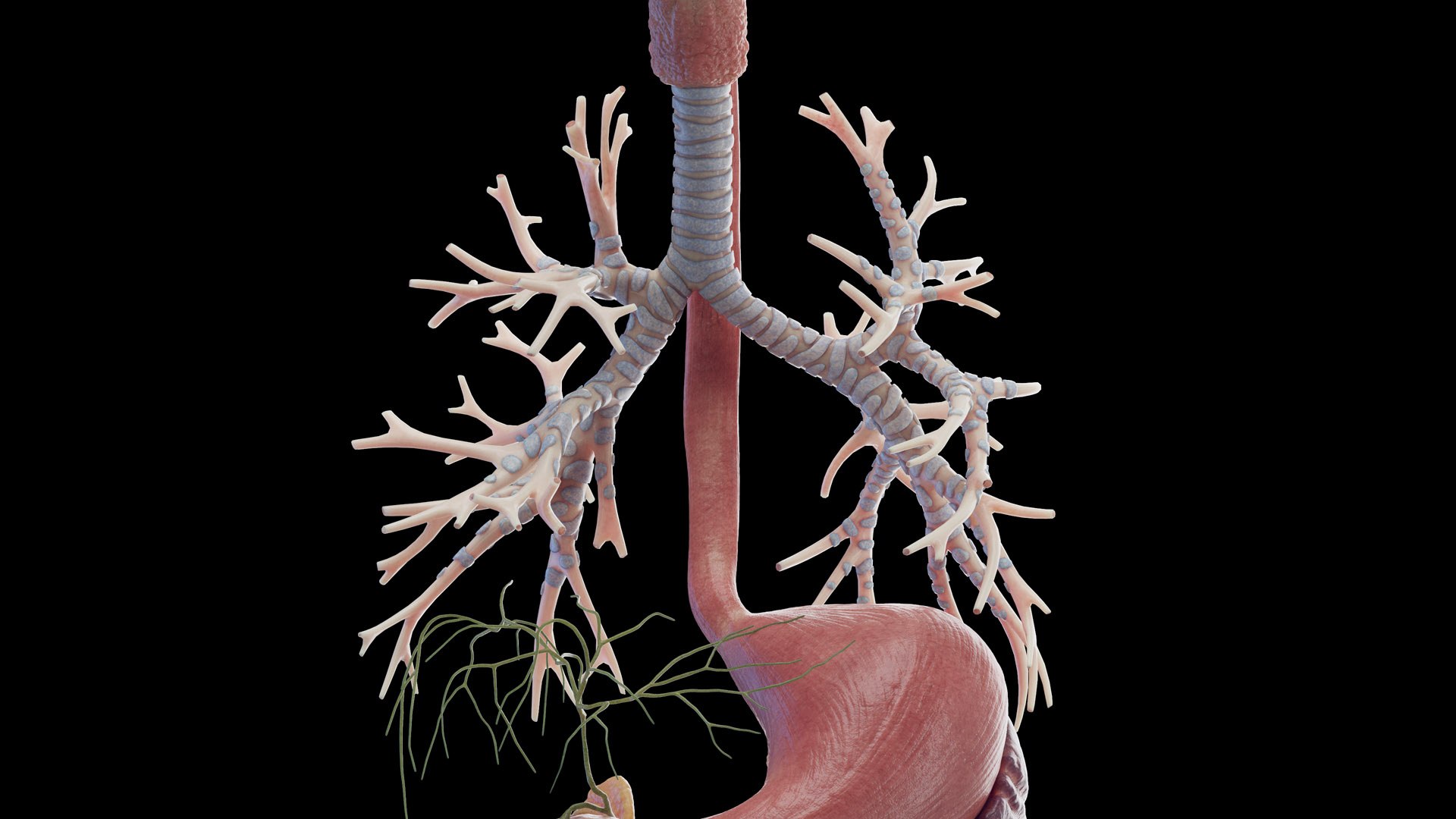 Human Male Organs Static 3D model https://p.turbosquid.com/ts-thumb/U0/FkShZE/vJ/male_organs_b0003/jpg/1680123012/1920x1080/fit_q87/598ead5a18ad0f5fae743d55ed1503c3aa5c8305/male_organs_b0003.jpg