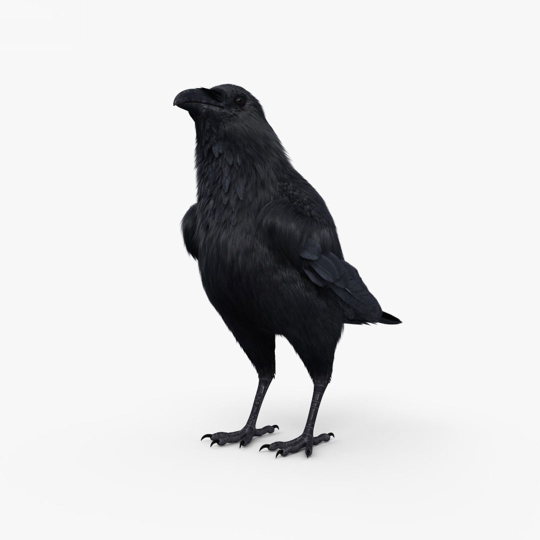3д модель вороны. ворон 3д. ворона 3д. ворон 3d модель. ворона 3d модель.