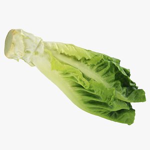 Romaine Lettuce Heart 3D model
