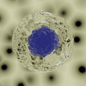 cell nucleated model