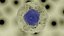 Cell