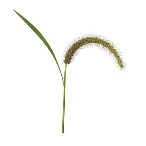 Grass Giant Foxtail bend model