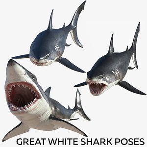 great white shark poses 3D model