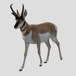 Pronghorn Male Animated