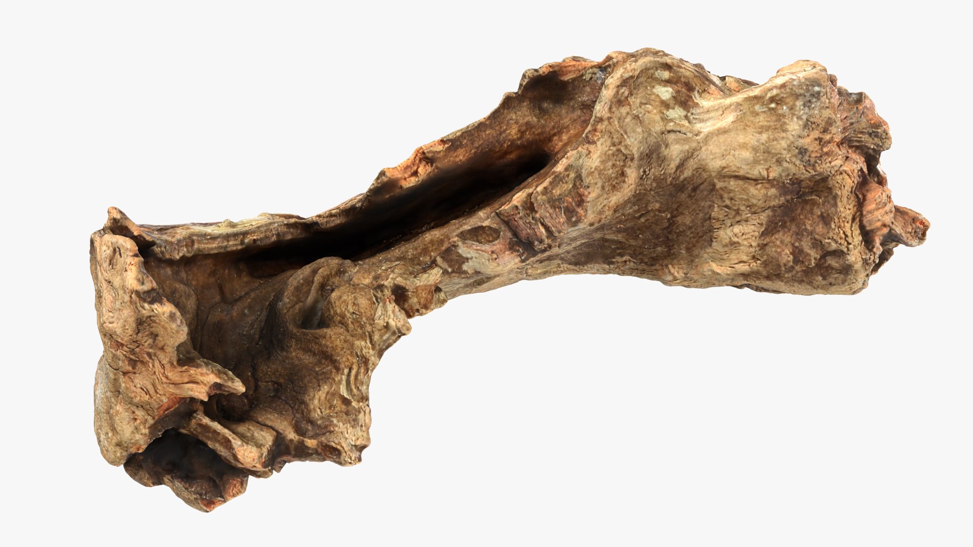 Tree Trunk Piece 12 - Raw Scan 3D https://p.turbosquid.com/ts-thumb/U0/tCP86G/78/treetrunkpc12_0007/png/1767025789/1920x1080/fit_q87/445d1cf531dc126ae892b9da7c57756999c92409/treetrunkpc12_0007.jpg