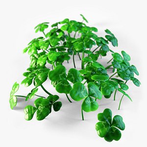 Clover Plant