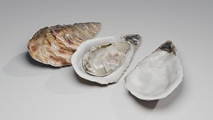 Oyster