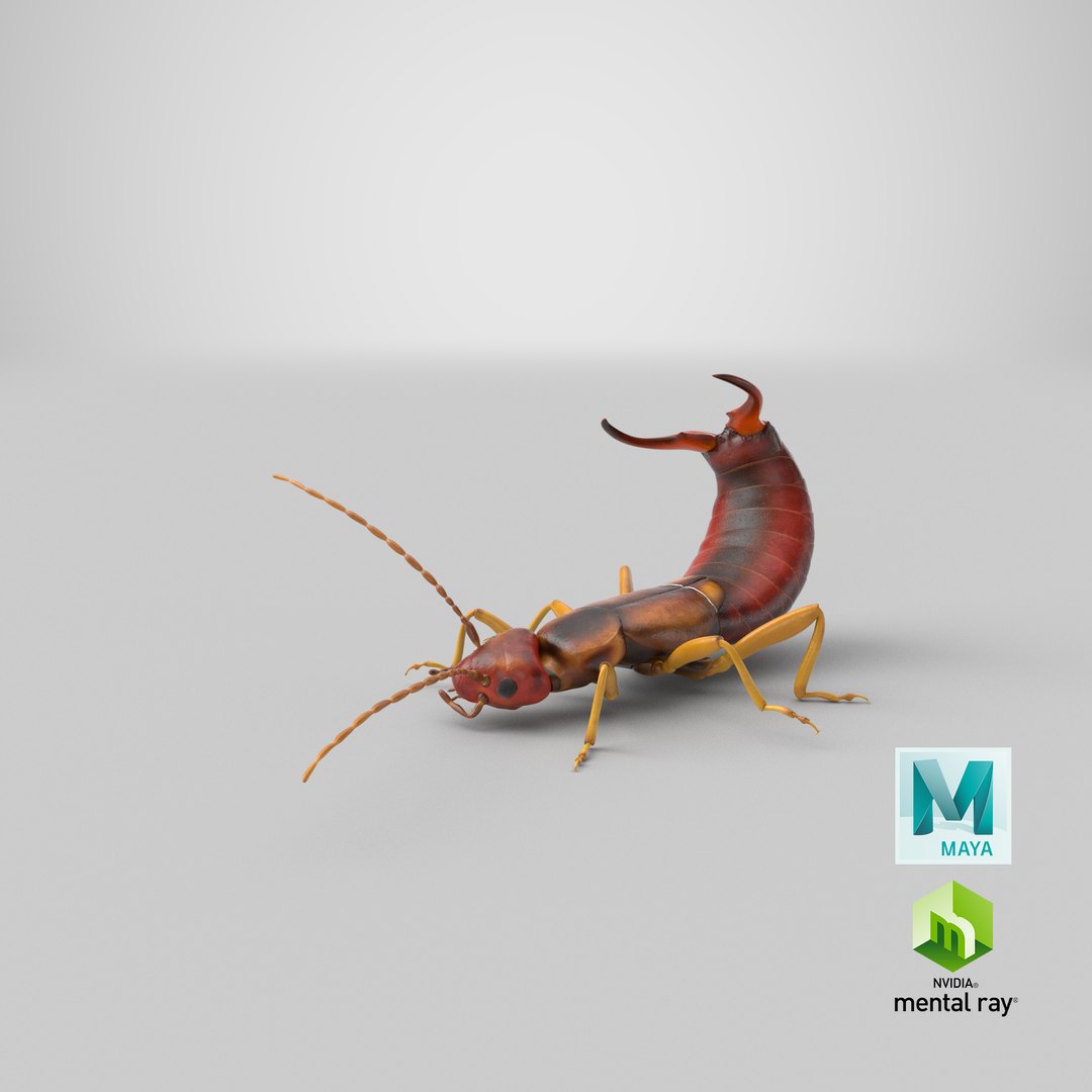 3D earwig attacking https://p.turbosquid.com/ts-thumb/U1/8UoK6k/FoHUjFxp/stemcell_maya_mental_ray_render/png/1550252404/1920x1080/fit_q87/aa6c81a77839ddea5dce35beb69ad9bf305408bc/stemcell_maya_mental_ray_render.jpg