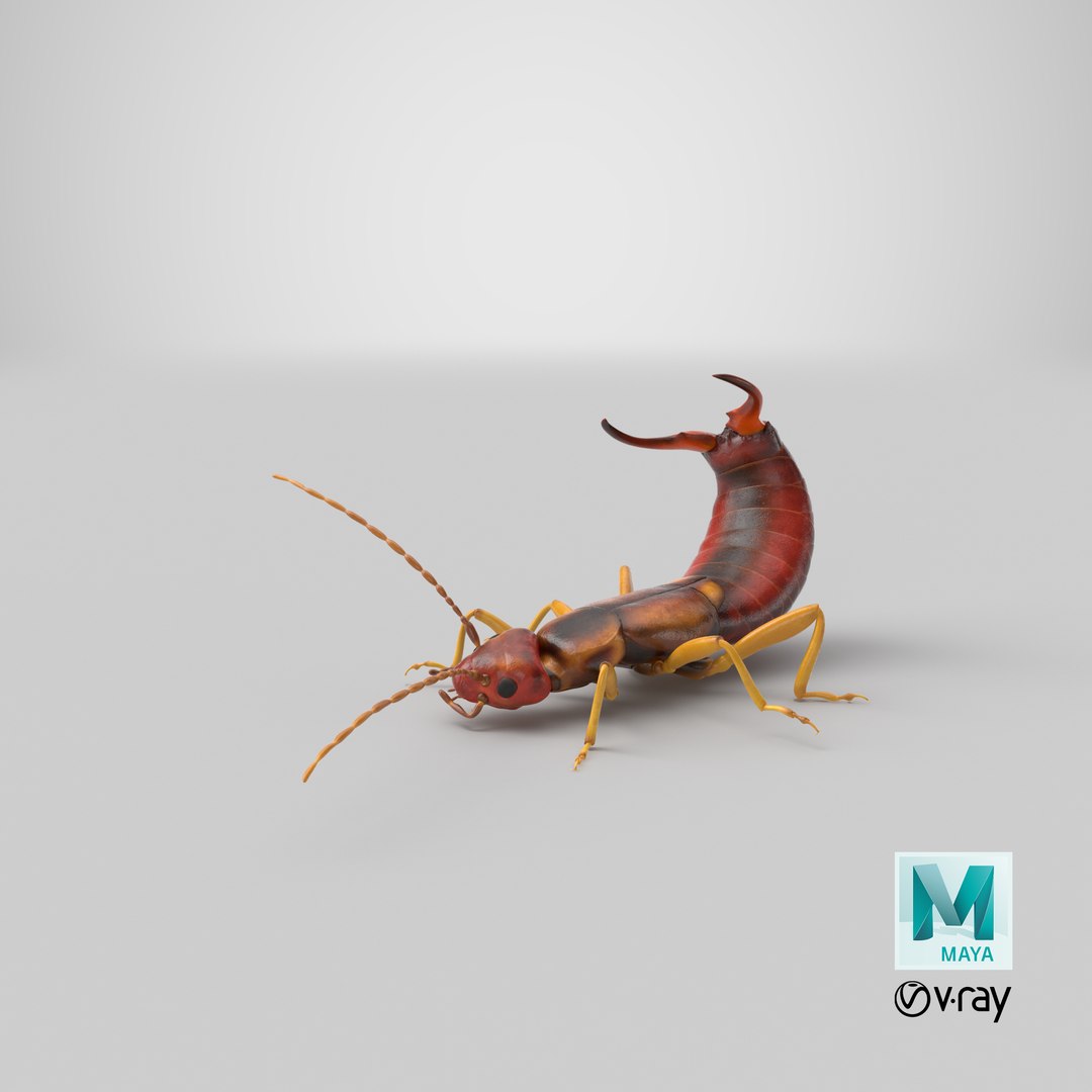 3D earwig attacking https://p.turbosquid.com/ts-thumb/U1/8UoK6k/PCIQIAgq/stemcell_maya_vray_render/png/1550252399/1920x1080/fit_q87/6e87ecfd723b91d924047ee229327f6b88ceed03/stemcell_maya_vray_render.jpg