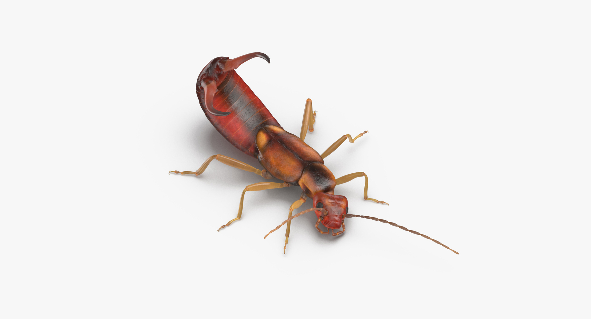 3D earwig attacking https://p.turbosquid.com/ts-thumb/U1/8UoK6k/gdORFqGZ/0000/jpg/1549460312/1920x1080/turn_fit_q99/9a819cb40cbb475be88c4033bbf60bbeb18b671c/0000-1.jpg