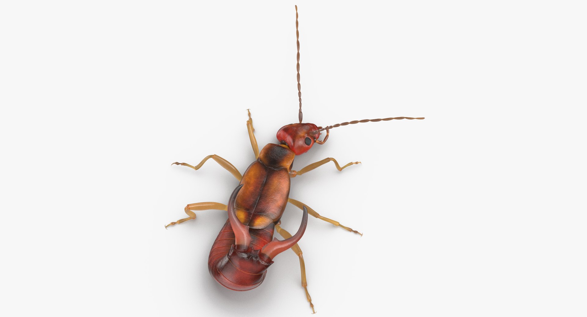 3D earwig attacking https://p.turbosquid.com/ts-thumb/U1/8UoK6k/iDloKPJF/earwig_attacking_thumbnail_0002/jpg/1549460280/1920x1080/fit_q87/5ee728f6302701191f38daade625266e48da345d/earwig_attacking_thumbnail_0002.jpg