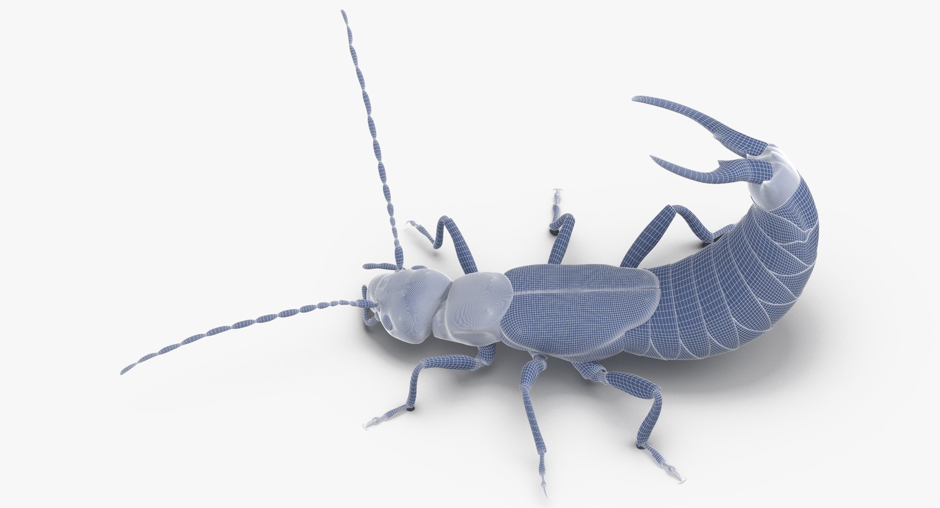 3D earwig attacking https://p.turbosquid.com/ts-thumb/U1/8UoK6k/jNkHJTGp/earwig_attacking_wireframe_01_0006/jpg/1549460281/1920x1080/fit_q87/a294e9c1a6d3bff19ca20afe27da923846df6f5d/earwig_attacking_wireframe_01_0006.jpg