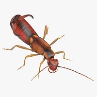 Earwig Attacking