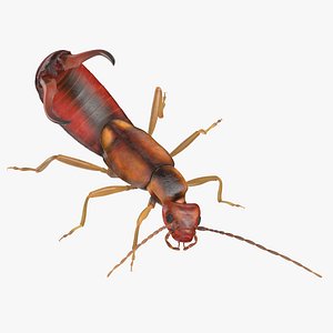 Earwig Attacking