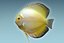 Discus Fish